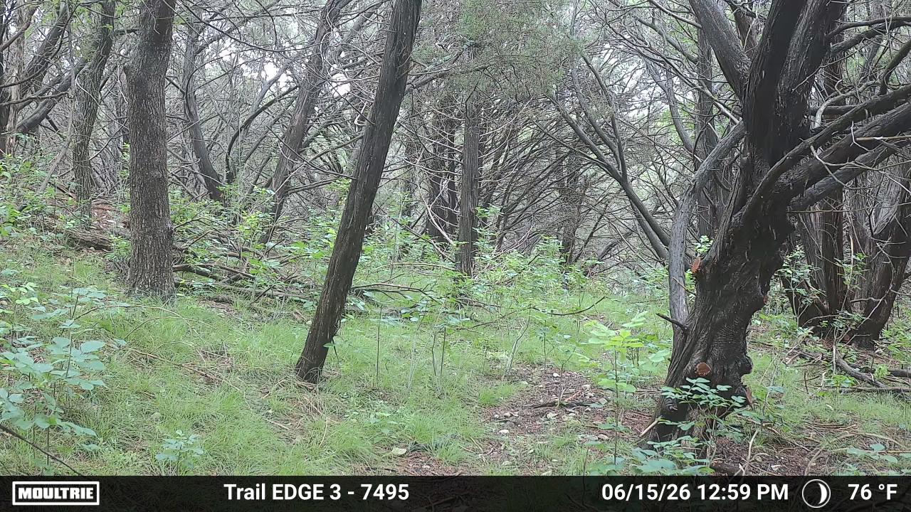 Trail Camera